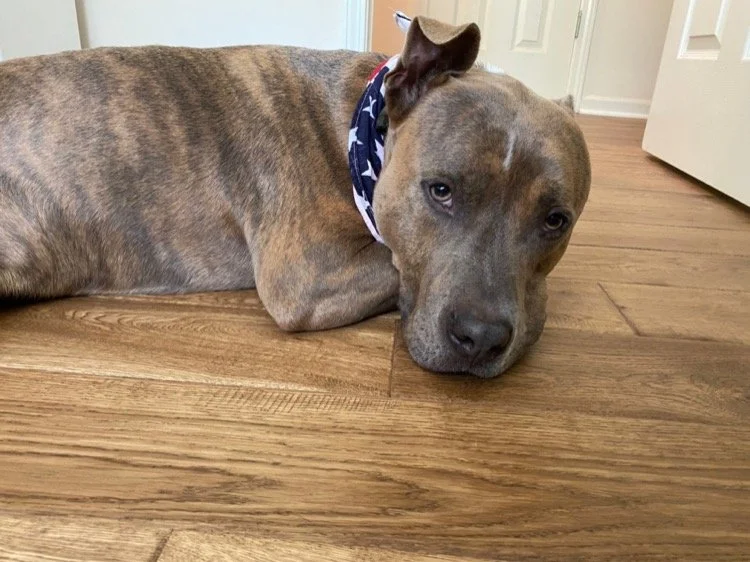 A brown puppy with a blue bandana lying on a wooden floor, resting its head on the ground and looking at the camera.