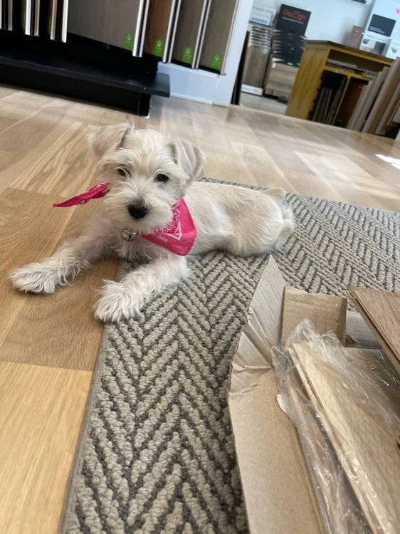 A small white dog with a pink bandana lying on a rug inside a store, with shelves and products in the background.