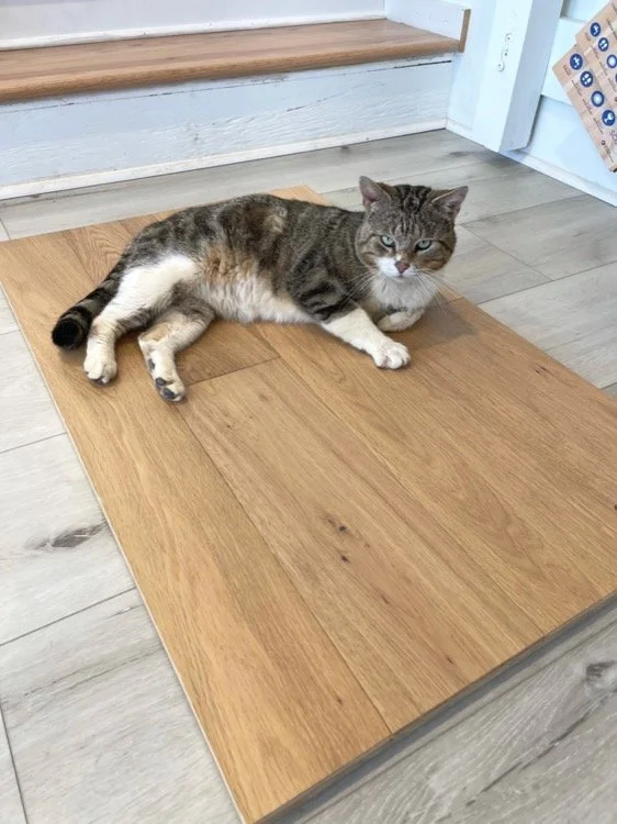 A tabby cat with white paws lying on a wooden floor inside a house.