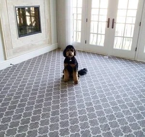 Young dog sitting on patterned gray and white rug inside a room with glass doors and a fireplace.