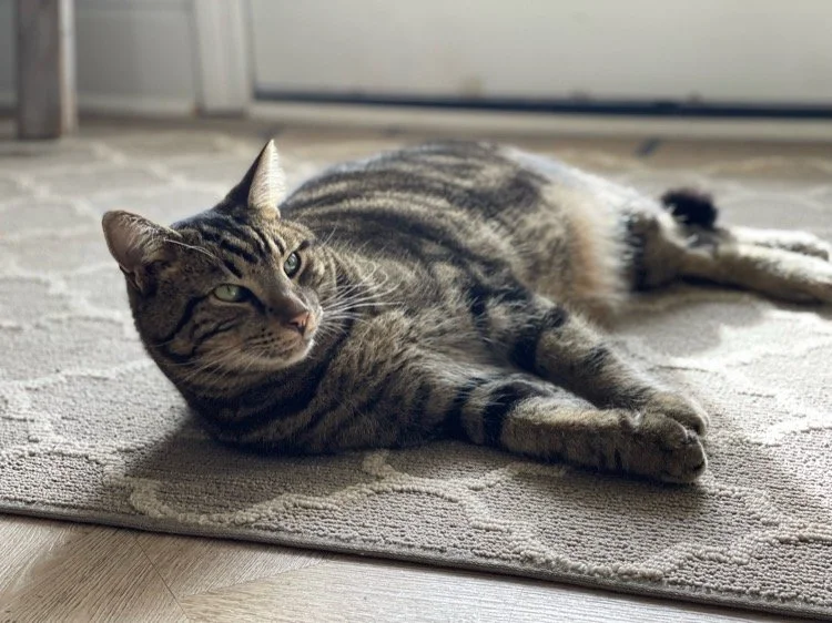 A brown and black striped tabby cat lying on a patterned beige and cream rug near a door.