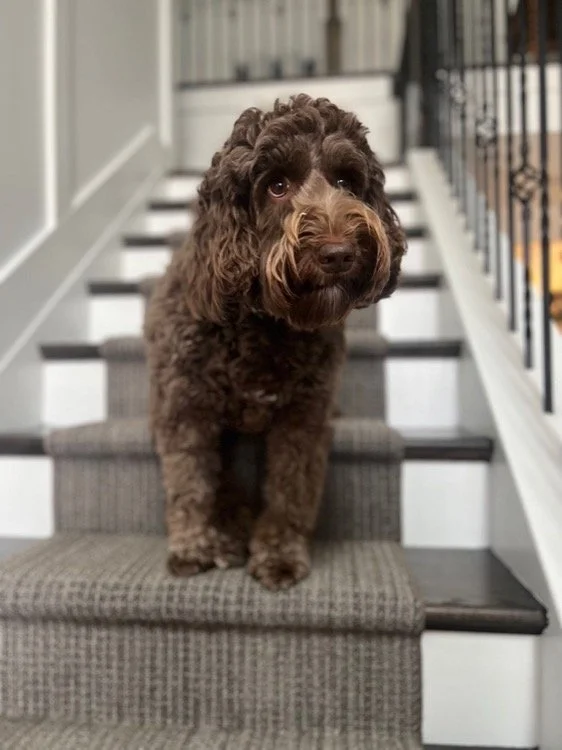 A brown curly-haired dog standing on a staircase with a beige carpeted step and black and white risers, looking towards the camera.