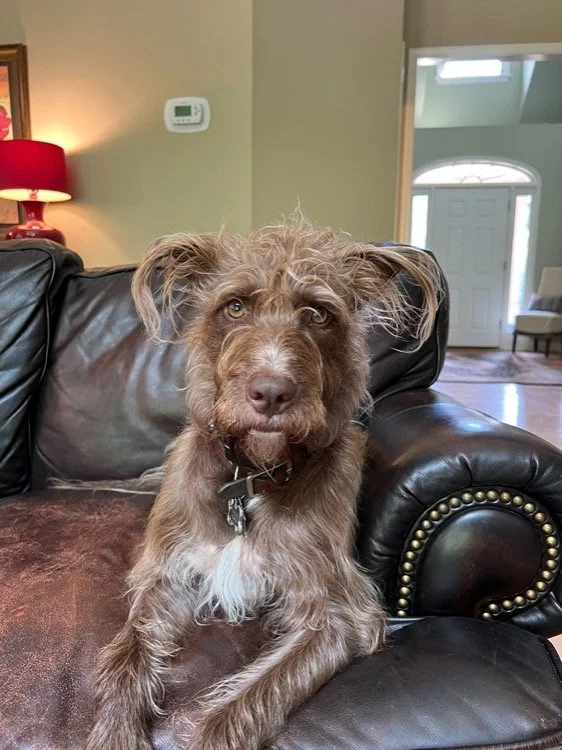 A scruffy brown dog with a white patch on its chest sitting on a leather couch in a living room.