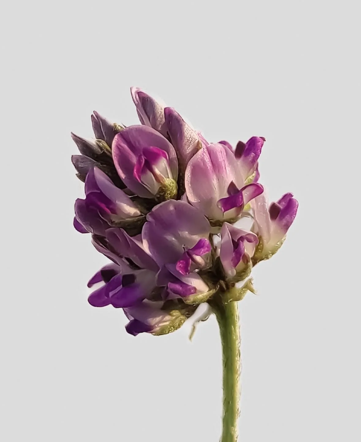 Ever wondered about the difference between Bakuchiol &amp; Vitamin A? ⁠
⁠
Let&rsquo;s break it down! ⁠
⁠
The first natural alternative to Retinol without the having any of the negatives associated with Retinol. Well defined compound derived from the 