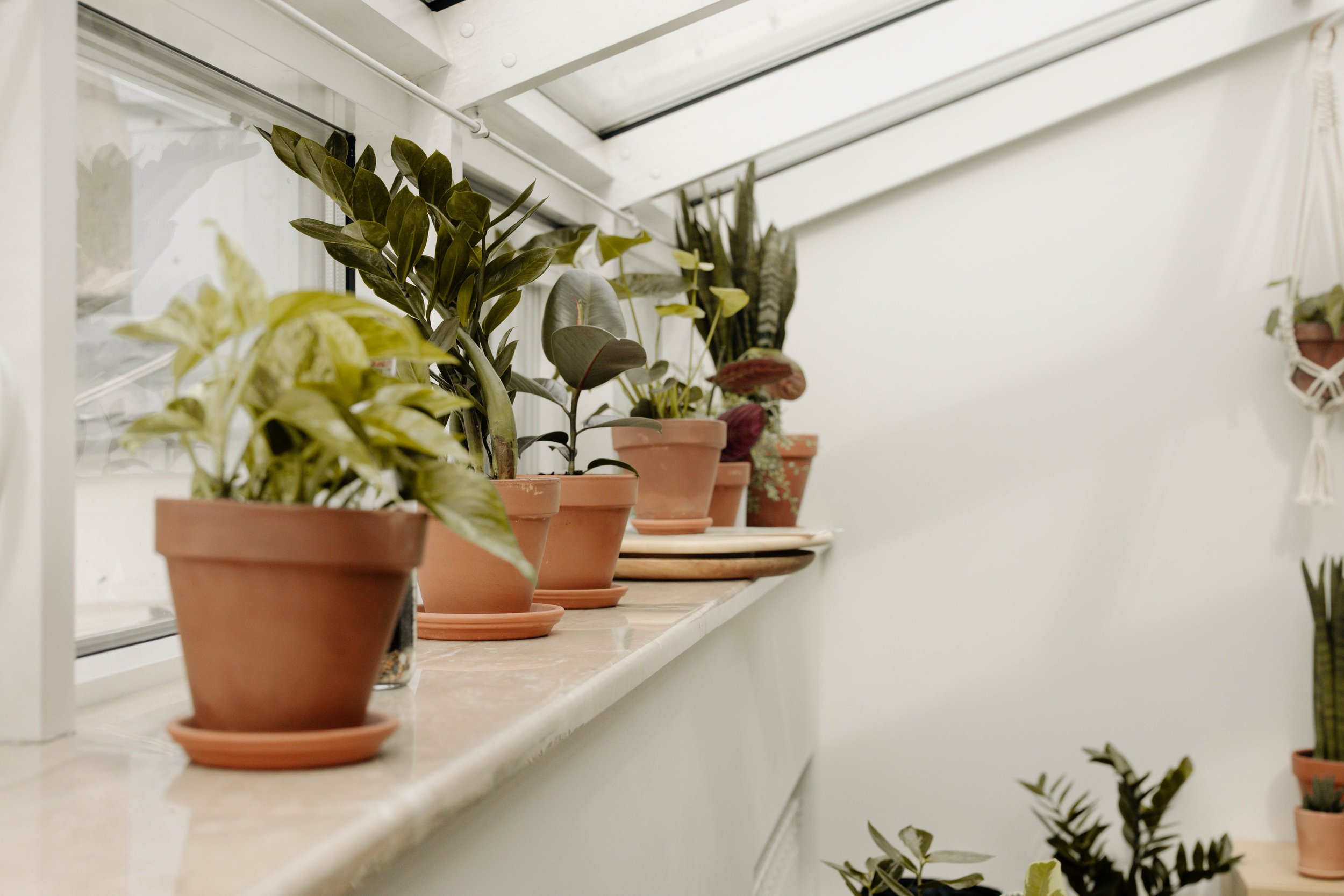 The Best Rooms for Your Indoor Plants — binnekant interior plant styling