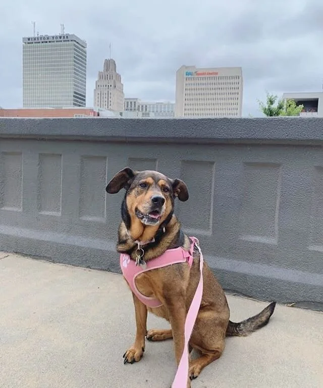 That skyline view though 😍
.
.
Rain or shine, we got you 💕 these misty days aren&rsquo;t slowing us (or our furry clients) down one bit! 🐾
.
.
.
#venturedogwalking #vdw #dogwalking #dogs #wsnc #winstonsalemdogwalking #winstonsalem #love #thatview