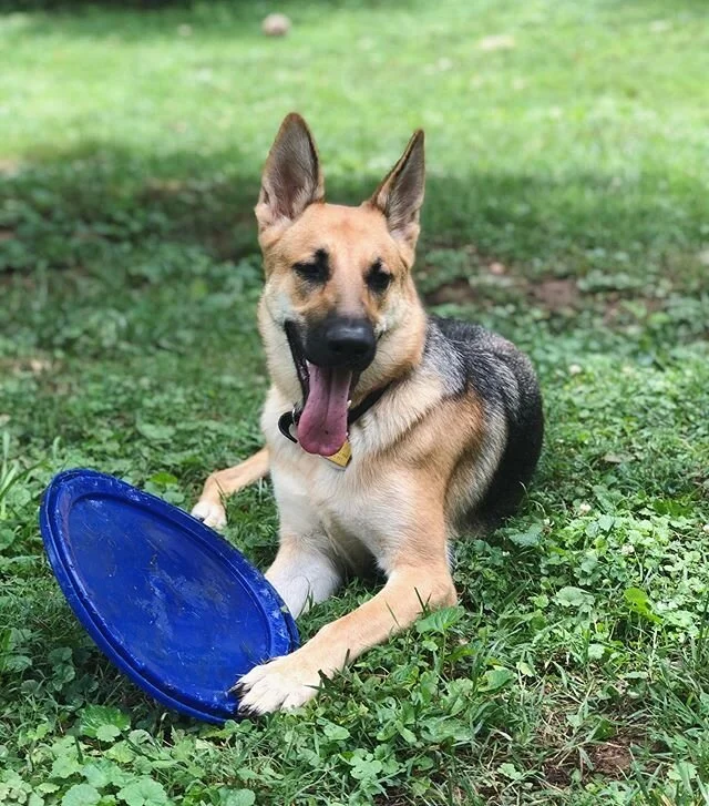 There&rsquo;s nothing better in the world than a happy German Shepherd 😍
.
.
.
#winstonsalem #dogwalker #germanshepherd #germanshepherdsofinstagram #gsd
