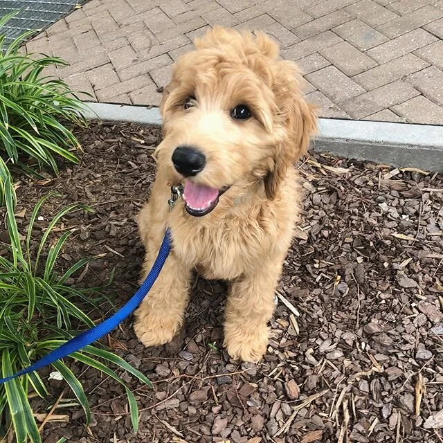 Those Friday FRIYAY feels 🐾
.
.
.
#wsnc #winstonsalem #puppies #dogsofinstagram #doodles #doodlesofinstagram #doodlesoftheworld #love #clientlove #team #venturedogwalking #dogwalkers #dogwalking