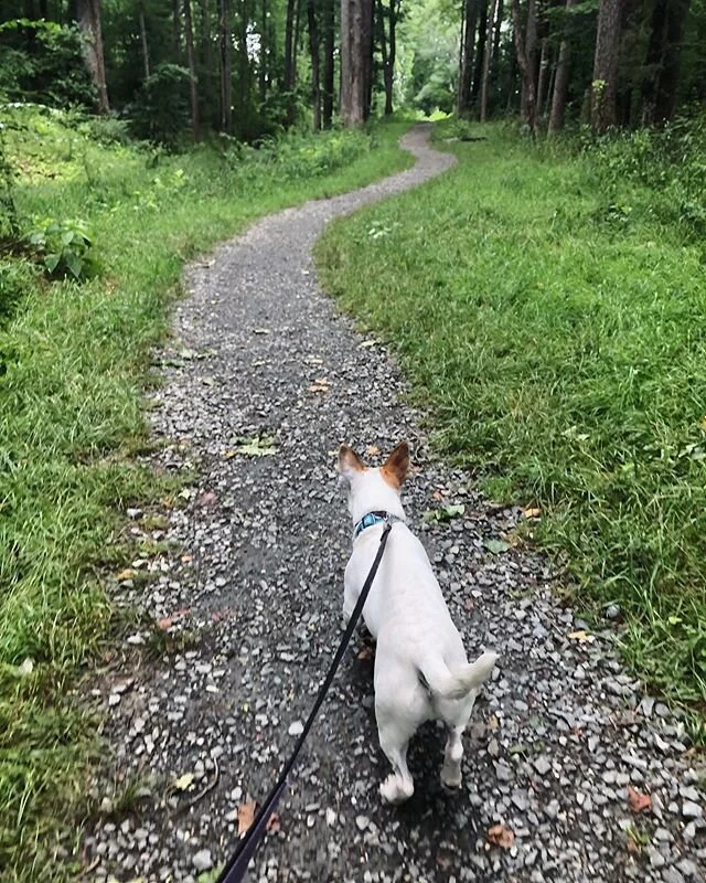 Saturday&rsquo;s are for those extra long explores 😍 Miller Park is one of our favorites. What&rsquo;s your dogs favorite place to explore? 🐾