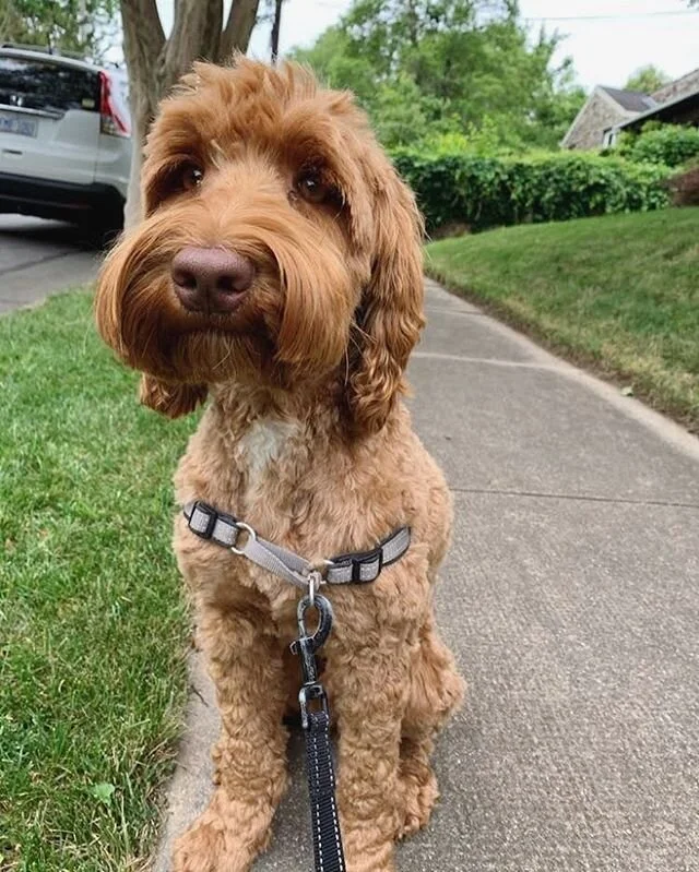 Some doodle love for your Monday morning ❤️
.
.
#dogwalkers #dogwalk #winstonsalemdogs #dogsofinstagram #dogsofwinstonsalem #doodledogs #doodlesofinstagram #doodlesofinsta #doodles #doodlelove #precious #clientlove #omg😍