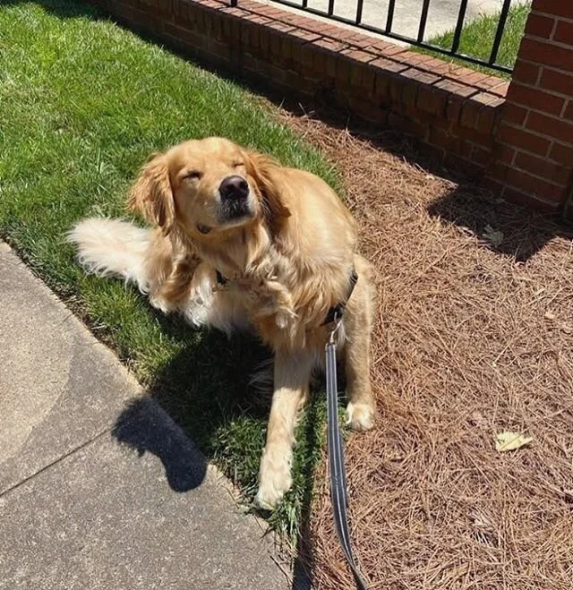 One sec, hooman. 🐾
.
.
.
#dogs #dogwalker #dogsofinstagram #goldenretriever #goldenretrieversofinstagram #goldensofig #winstonsalem #wsnc #wsdogs #dogsofwinstonsalem