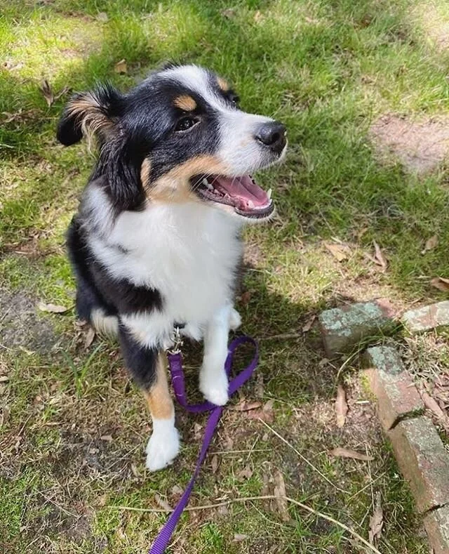 When you rock your first walkie 😏😍❤️
.
.
.
#love #clientlove #dogwalk #doglove #dogsofws #dogsofwinstonsalem #winstonsalemdogs #dogsofinstagram