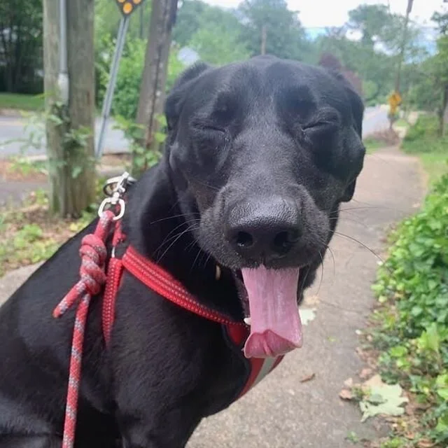 Happy girl. ❤️
.
.
#winstonsalem #winstonsalemdogs #wsnc #wsdogs #blacklab #blacklabsofinstagram #dogwalker #dogwalk