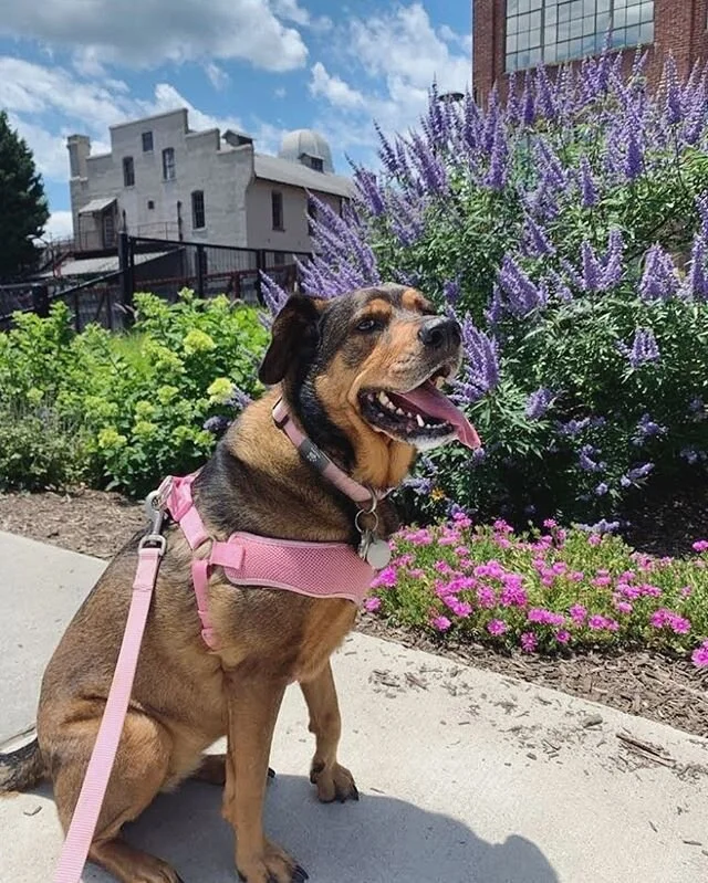 Winston Salem summer beauty showing off (per usual). 💕
.
.
.
#winstonsalem #lovethiscity #omg #gorgeous #yes #love