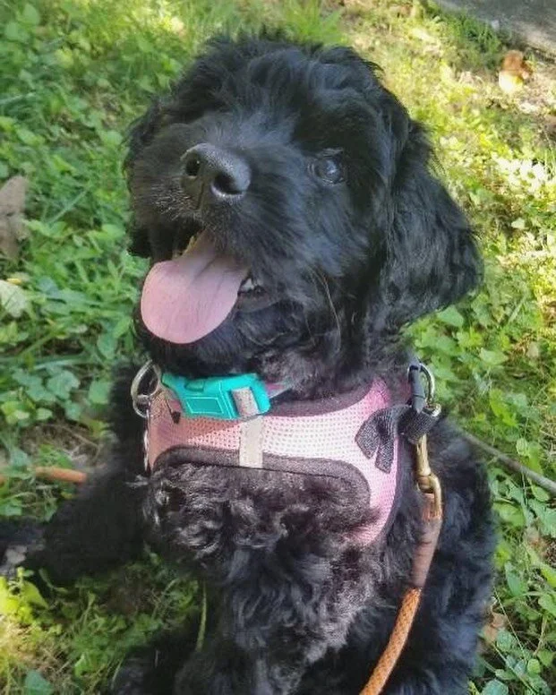 We&rsquo;ve never met a doodle baby we didn&rsquo;t love 😍
.
.
.
#wsnc #winstonsalemdogwalker #dogwalker #doglife