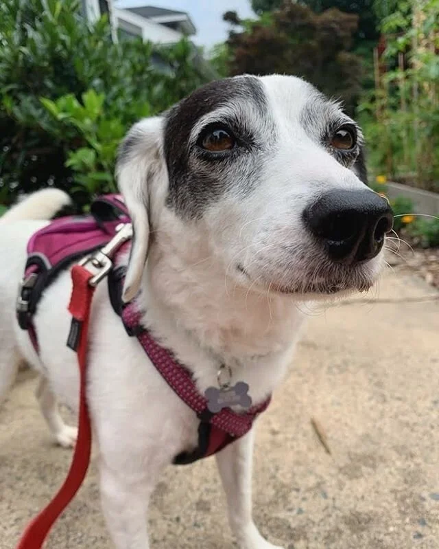 Summer pupper 😍😎
.
.
.
#summer #summerdog #summerdogs #wsnc #winstonsalem #winstondogs #love #doglove #omg #😍