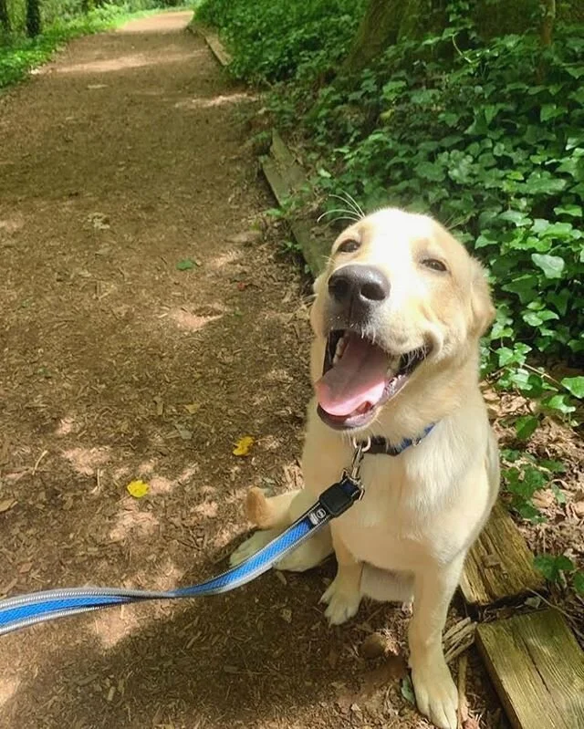 We are all about some meandering summer walks ☀️🐾
.
.
.
#summer #summerwalks #summerdog #trails #hiking #walking #winstonsalem #wfu #wakeforest #wakeforestdogs #dogsofws #dogsofwinstonsalem #dogs