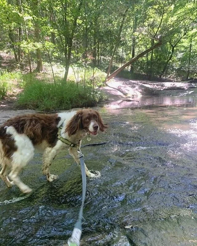 It&rsquo;s a hard call on who is having more fun on our outdoor hiking adventures &mdash; us or your baby 😂🐾
.
.
.
Now offering offsite hiking adventures in the WS area ❤️ We&rsquo;d love to show your dog a good time.
.
.
.
#winstonsalem #salemlake