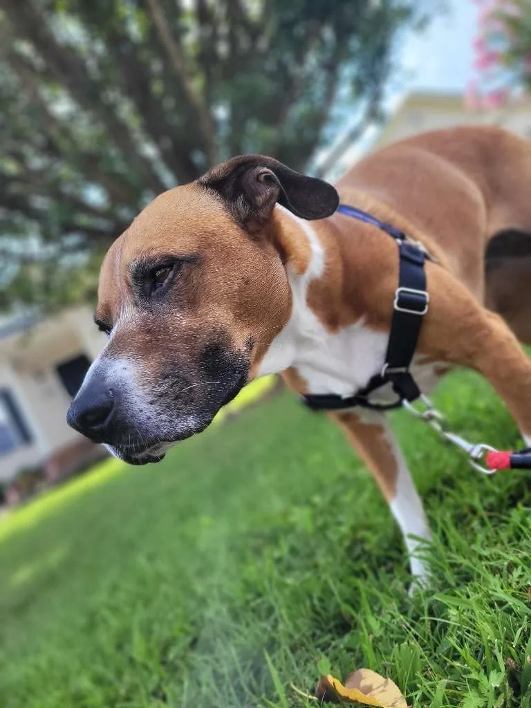 Caring for Senior Dogs: Winston-Salem’s Resources for Your Canine Companion