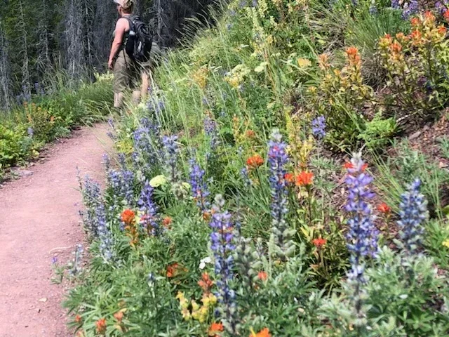 Hiker walking beside a colorful trail lined with blooming wildflowers in the mountains.