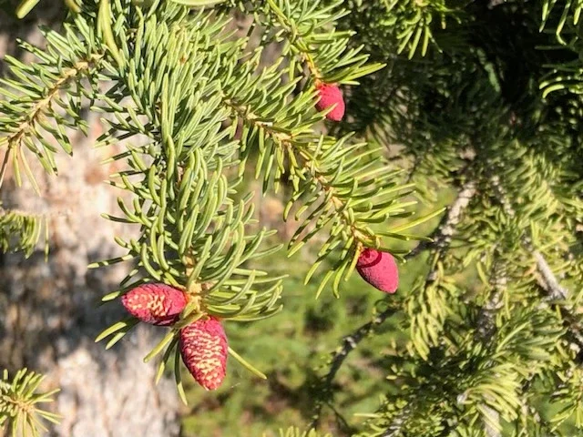 Close-up of red pine cones hanging from evergreen tree branches.