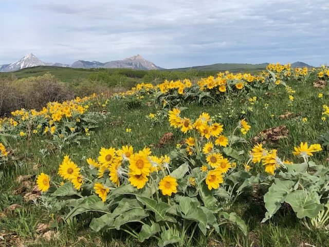 Field of bright yellow wildflowers spread across rolling hills with mountains in the distance.