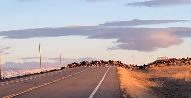 fall-in-alberta-8.jpeg