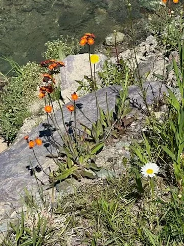 Orange wildflowers growing beside rocky terrain near a stream.