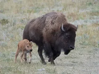 Buffalo Cow and Calf at Waterton Buffalo Paddock.