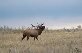 Bull Elk bugling.