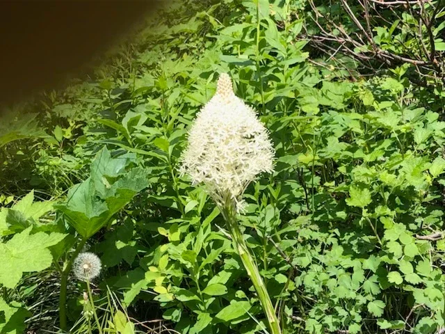 Tall white wildflower growing among dense green forest vegetation.