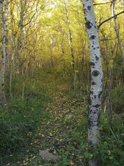 Narrow trail winding through a forest of trees with yellow autumn leaves.