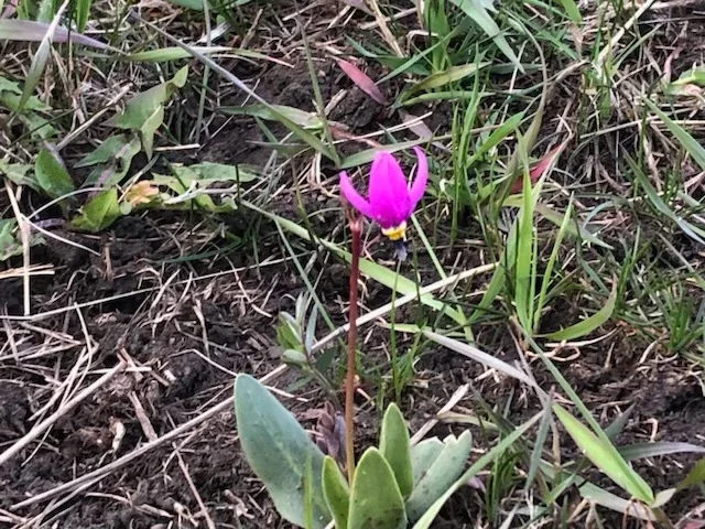 Small pink shooting star wildflower blooming close to the ground in a grassy field.