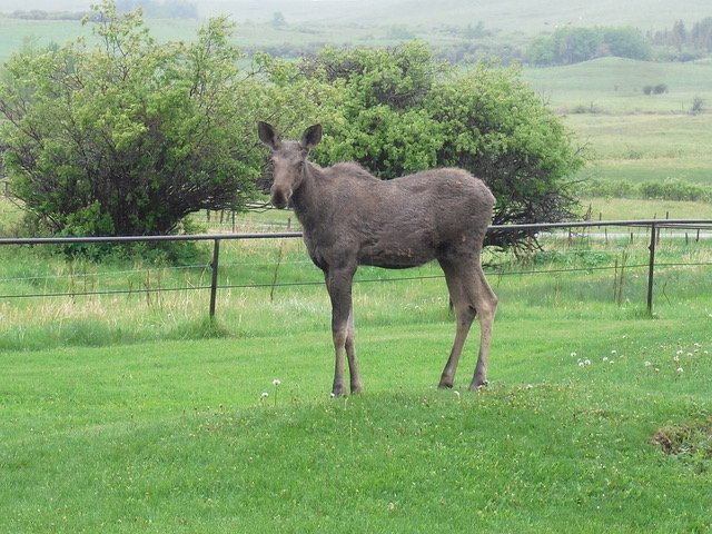 Moose standing in a vibrant green pasture near a wire fence.