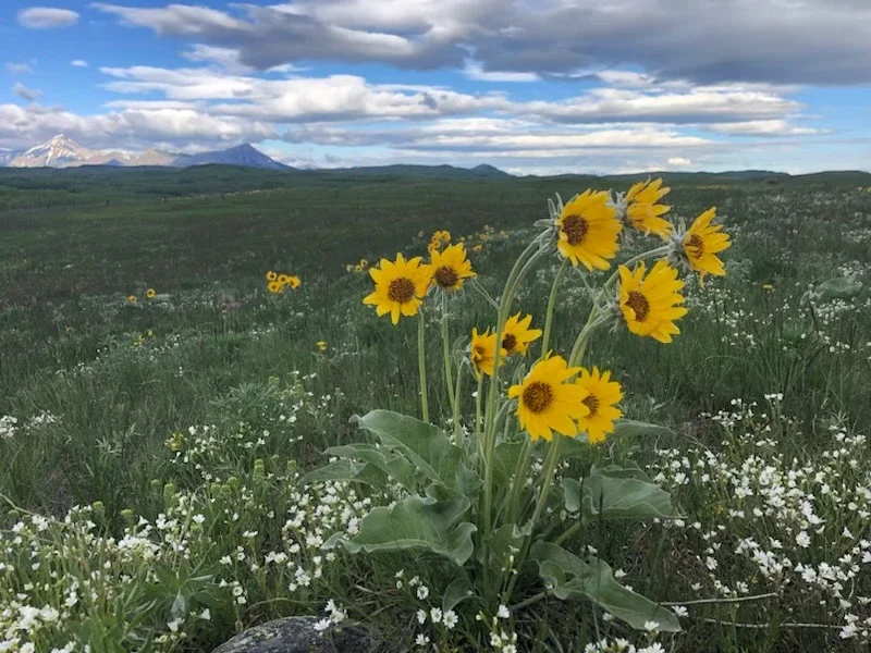 Cluster of yellow alpine sunflowers surrounded by white wildflowers in a mountain meadow.