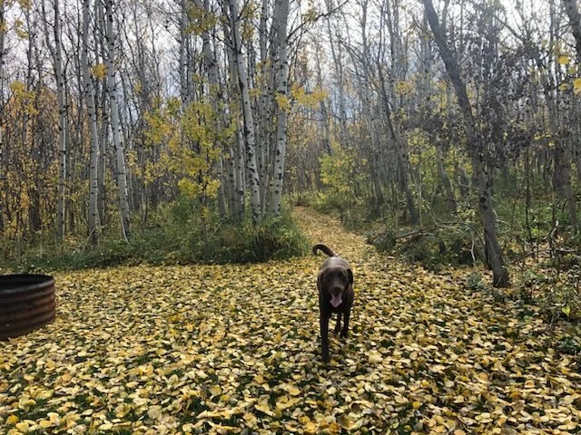 Dog walking along a woodland path heavily covered in fallen yellow leaves.