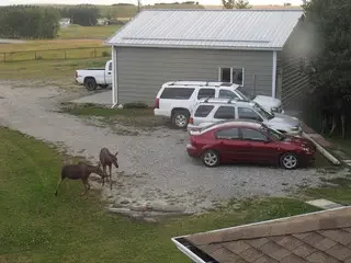 Moose Cow and calf Corner Mountain Inn & Wellness Centre.