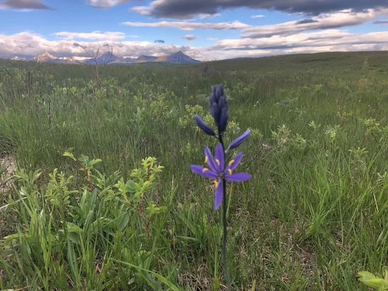 Single purple wildflower standing in a grassy field beneath a cloudy mountain sky.