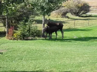 Moose twins at Corner Mountain Inn.