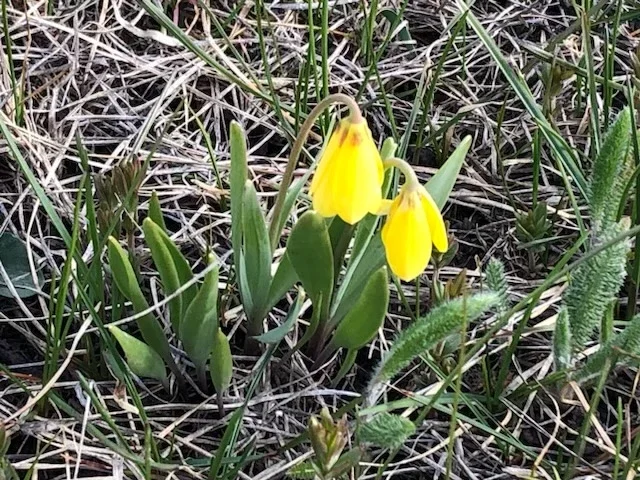 Close-up of small yellow glacier lilies blooming among dry grass in early spring.