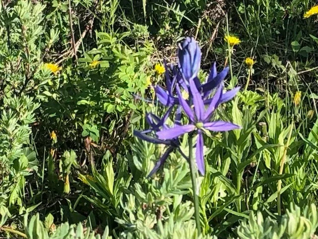 Purple wildflower blooming in a green alpine meadow with scattered yellow flowers.