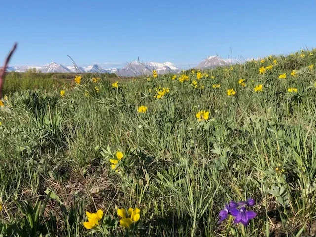 Wide meadow filled with yellow and purple wildflowers with snow-capped mountains in the background.