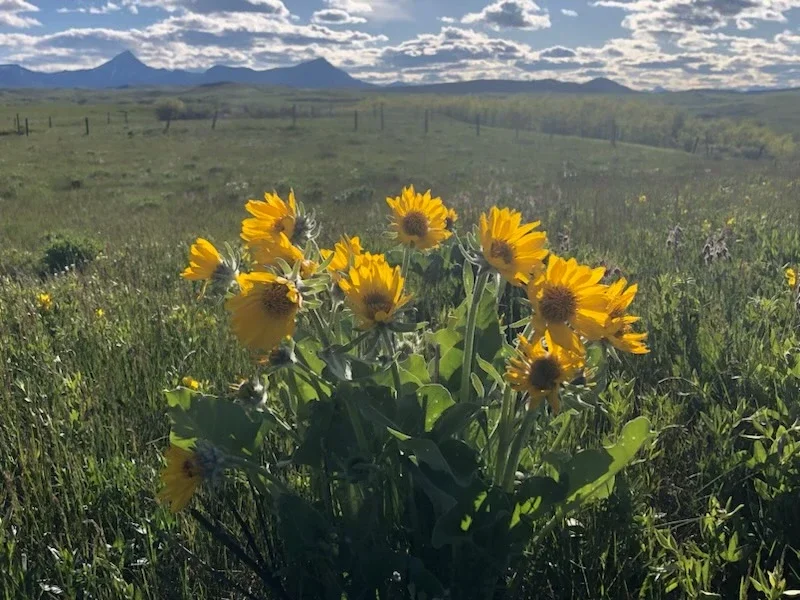 Bright yellow wildflowers in an open prairie with mountain peaks in the distance.