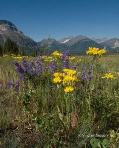 Colorful wildflowers blooming across an alpine meadow with rugged mountain peaks in Glacier National Park.