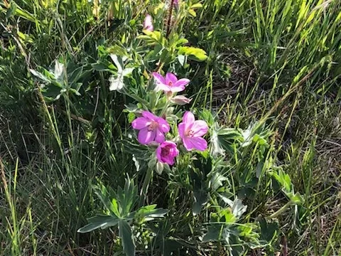 Pink alpine wildflowers blooming in green grass during golden evening light.