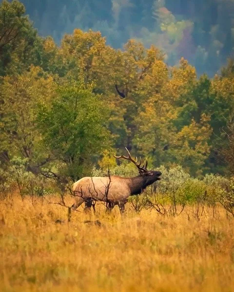 Elk walking through tall grass with colorful autumn trees in the background.