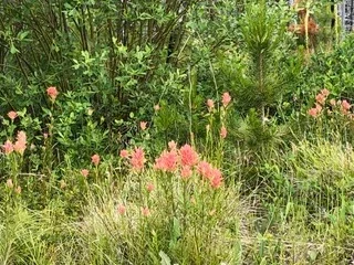 Pink wildflowers blooming in a grassy meadow surrounded by green shrubs and native vegetation in Glacier National Park.