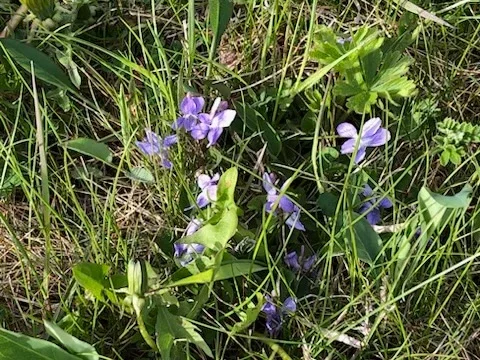Delicate purple wildflowers growing in grass and low vegetation.