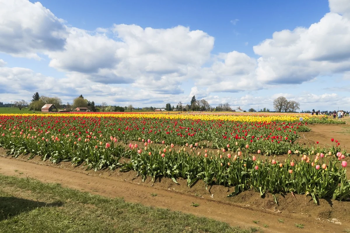 ST26 Tulip Farm Senior Team Photo Session at a Tulip Farm in Woodurn, Oregon for Senior Portraits by Vancouver, Washington based Senior and Family Portrait Photographer Natasha Victoria Photography-41.jpg