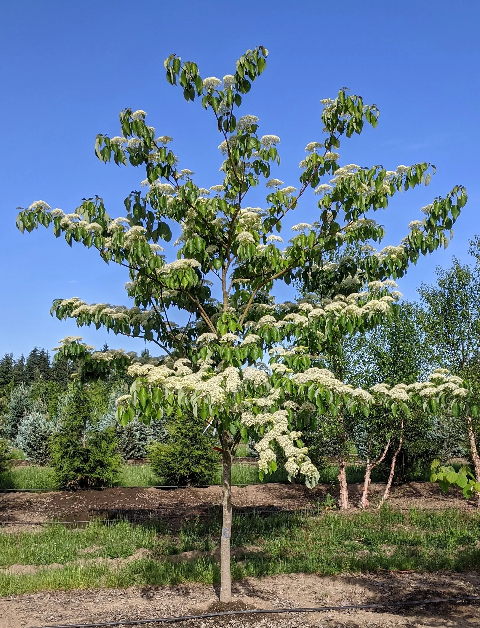 June Rows Tree June Snow™ Dogwood | Cornus controversa 'June Snow-JFS' — Northwest ...